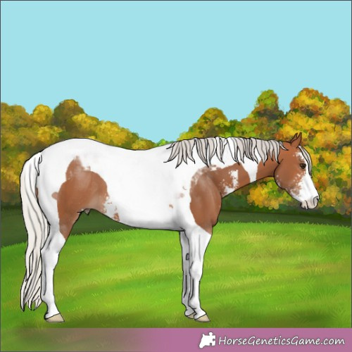 Horse Color:Silver Bay Sabino Tobiano 