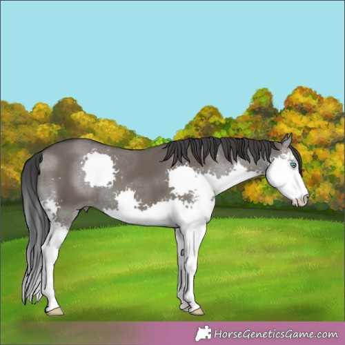 Horse Color:Grullo Sabino Splash 