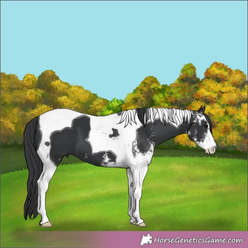 Horse Color:Black Sabino Tobiano 