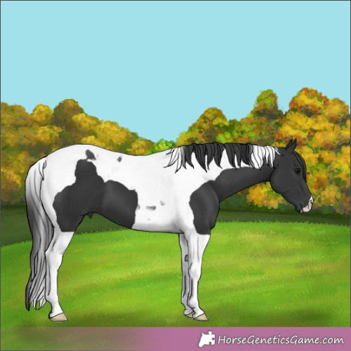Horse Color:Black Tobiano 