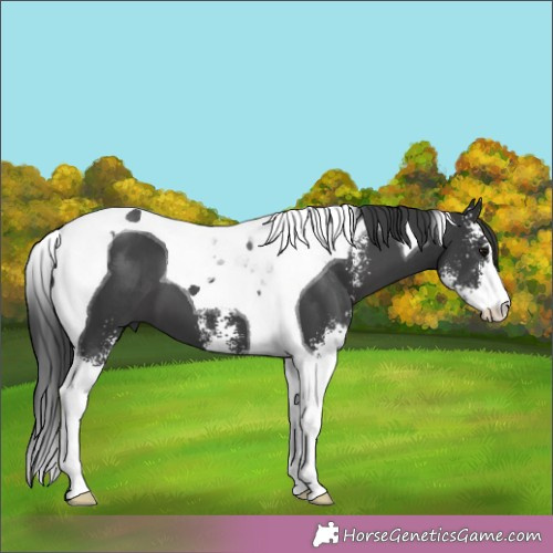 Horse Color:Black Sabino Tobiano 