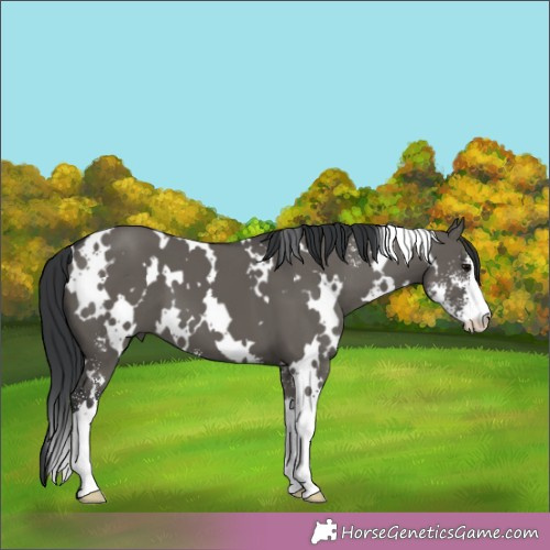 Horse Color:White Spotted Grullo Sabino 