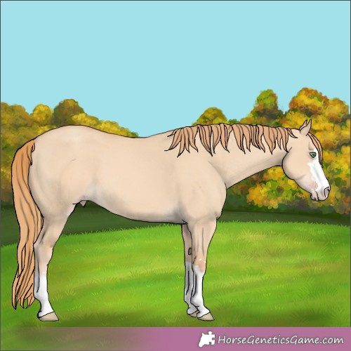 Horse Color:Gold Champagne Dun 