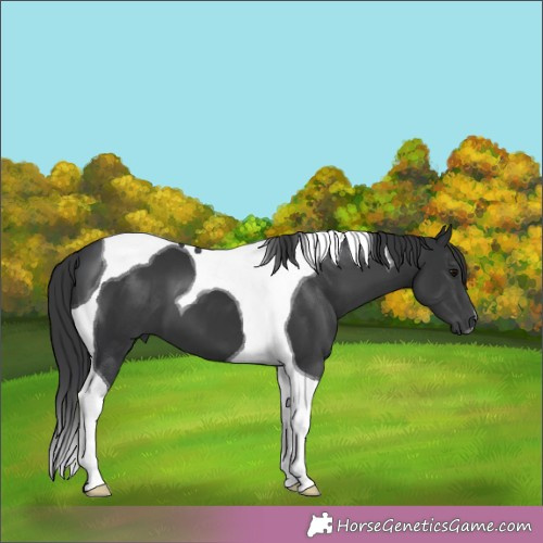 Horse Color:Black Tobiano 