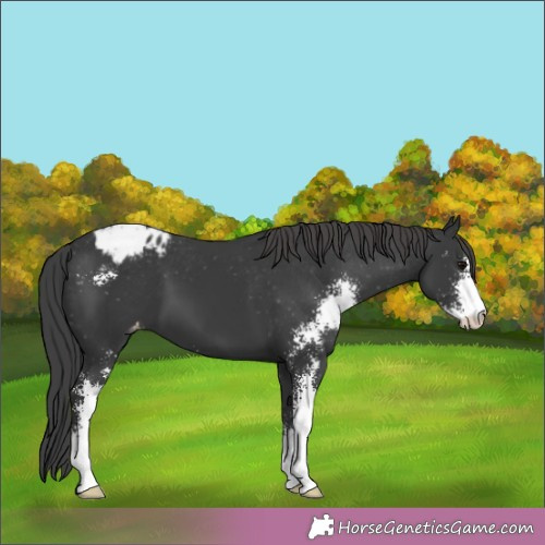 Horse Color:Black Sabino Appaloosa 