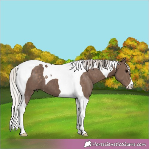 Horse Color:Silver Black Tobiano 