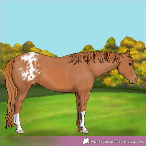 Horse Color:Chestnut Appaloosa 