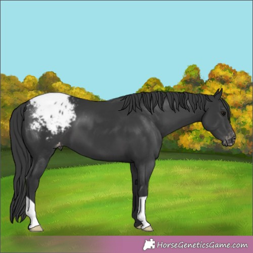 Horse Color:Black Appaloosa 