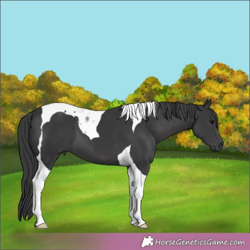 Horse Color:Black Tobiano 