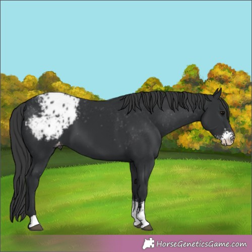 Horse Color:Black Sabino Appaloosa 