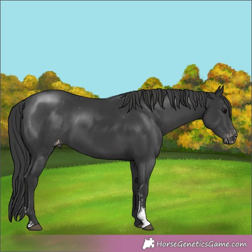Horse Color:Black Sabino Appaloosa 