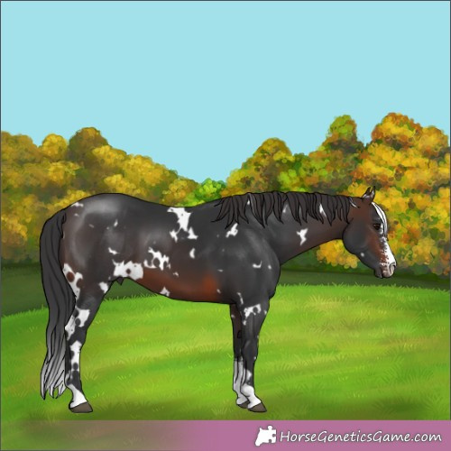 Horse Color:White Spotted Brown Sabino 
