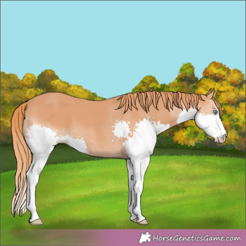 Horse Color:Chestnut Splash 