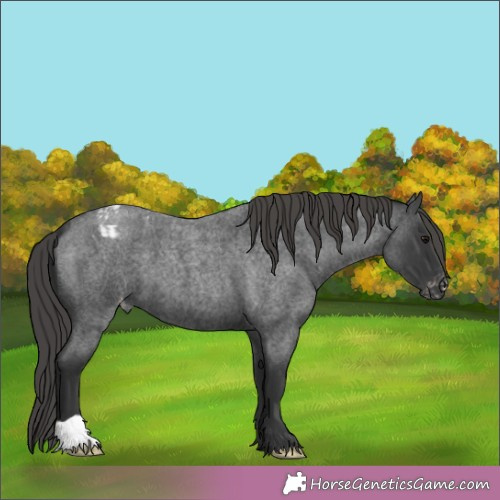 Horse Color:Blue Roan Appaloosa 