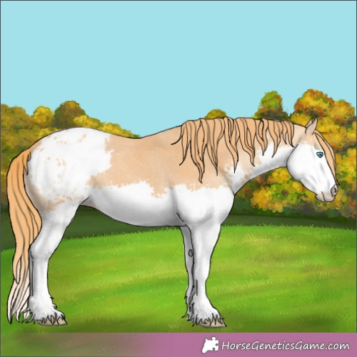 Horse Color:Chestnut Splash Appaloosa 