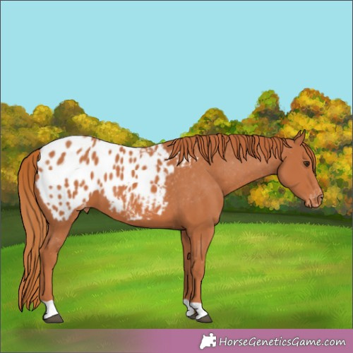 Horse Color:Chestnut Appaloosa 
