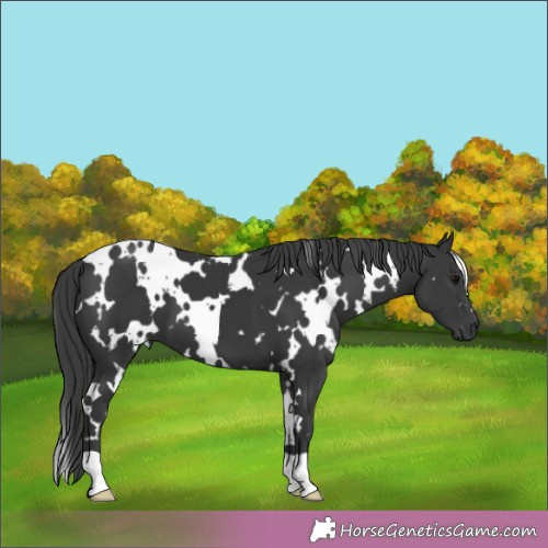 Horse Color:White Spotted Black 