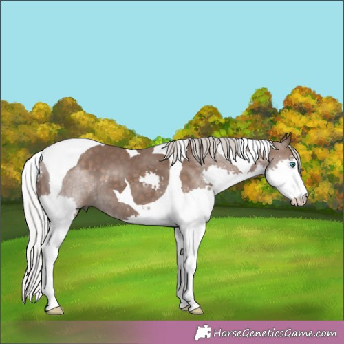 Horse Color:Silver Black Splash Tobiano 