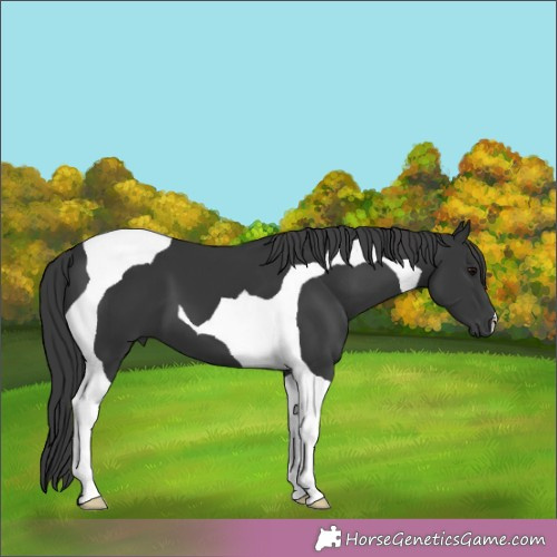 Horse Color:Black Tobiano 