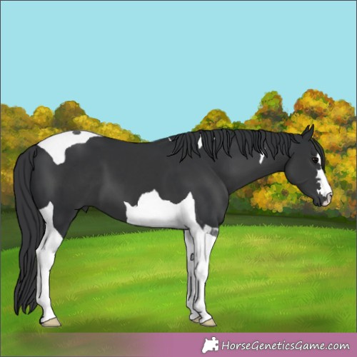 Horse Color:Black Tobiano 