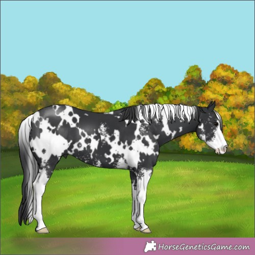 Horse Color:White Spotted Black Sabino 