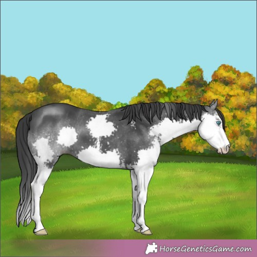 Horse Color:Black Sabino Splash 