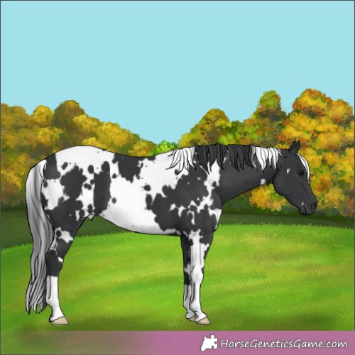 Horse Color:White Spotted Black 
