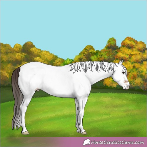 Horse Color:White Spotted Bay Tobiano Appaloosa 