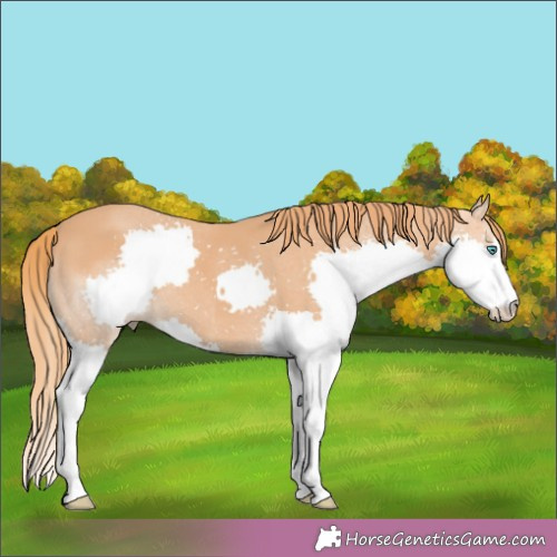 Horse Color:Chestnut Splash 