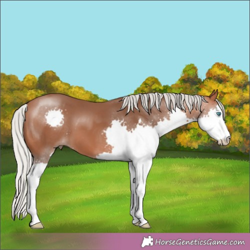 Horse Color:Silver Bay Splash 
