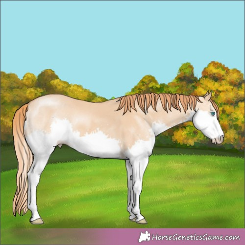 Horse Color:Red Dun Splash 