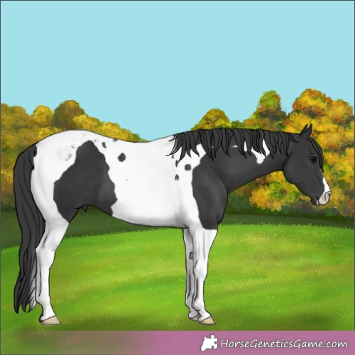 Horse Color:Black Tobiano 