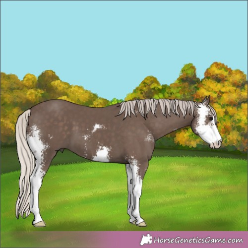 Horse Color:Silver Black Sabino 