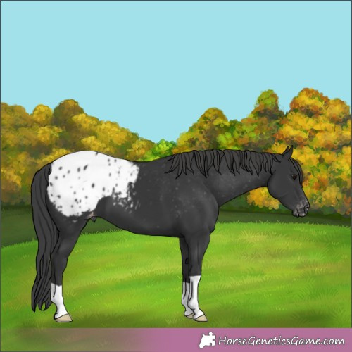 Horse Color:Black Appaloosa 