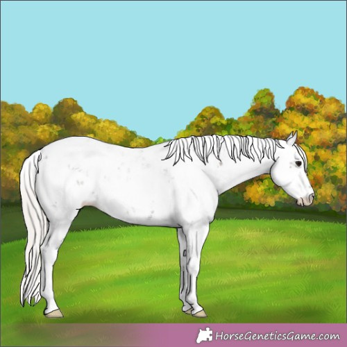 Horse Color:Silver Black Sabino 