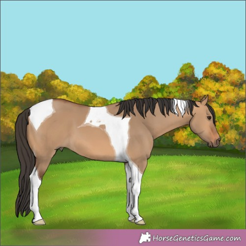 Horse Color:Bay Dun Tobiano 