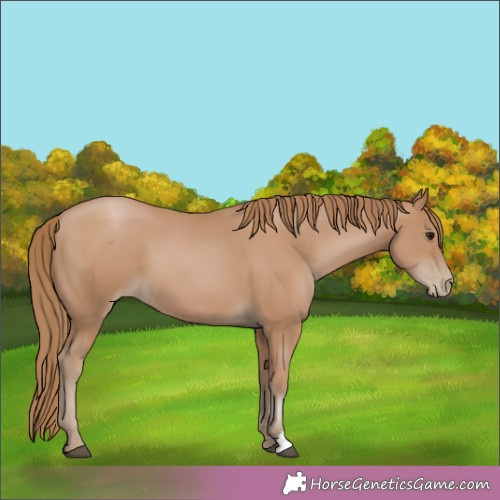 Horse Color:Black Pearl 