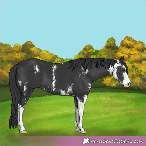 Horse Color:Black Sabino 