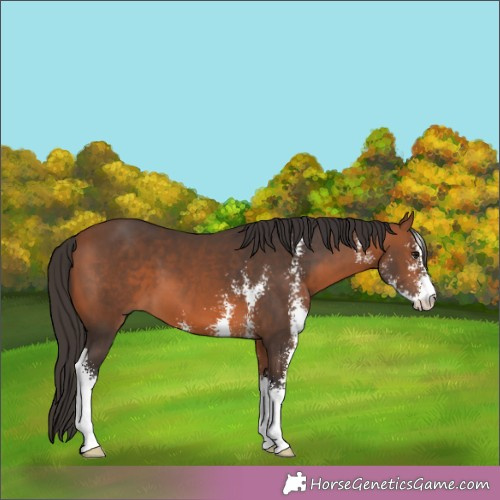 Horse Color:Brown Sabino 