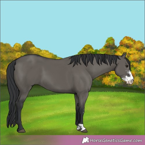 Horse Color:Grullo Sabino 