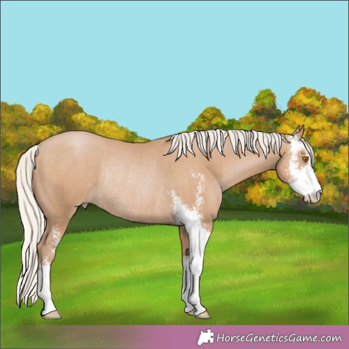 Horse Color:Silver Black Pearl Sabino Rabicano 