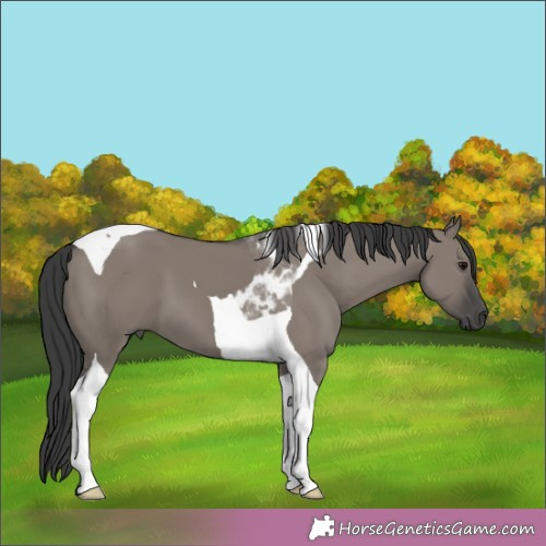 Horse Color:Grullo Tobiano 