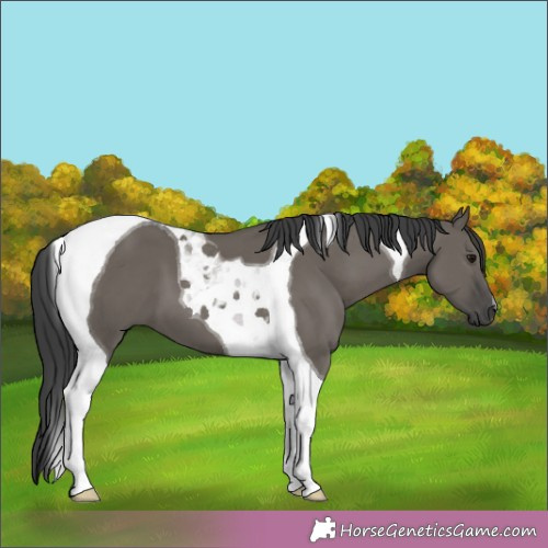 Horse Color:Grullo Tobiano 