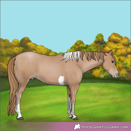 Horse Color:Black Pearl Tobiano 