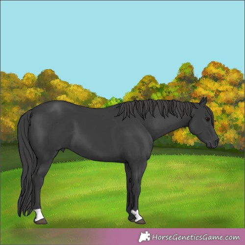 Horse Color:Black 