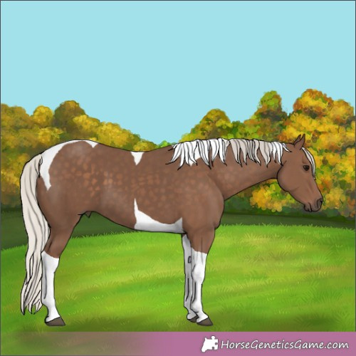 Horse Color:Silver Black Tobiano 