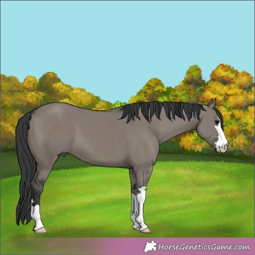 Horse Color:Grullo 
