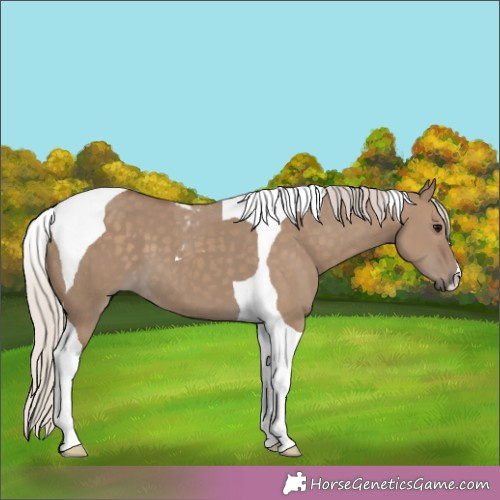 Horse Color:Silver Grullo Tobiano 