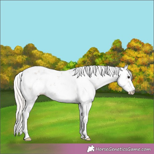 Horse Color:Silver Grullo Sabino 