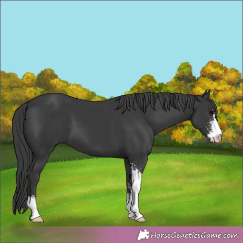 Horse Color:Black Sabino 